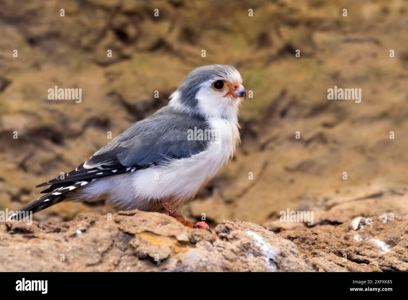Afrikanischer Zwergfalke (Polihierax semitorquatus) aus dem östlichen und südlichen Afrika, gefangen gehalten Stockfoto