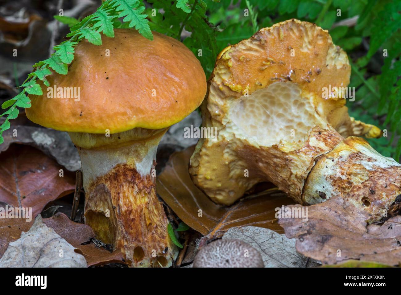 Greville&#39;s Bolete / Lärchenbolete Pilz (Suillus grevillei), zeigt Unterseite, die teilweise von Schnecken im Herbstwald, Belgien, im Oktober gegessen wird Stockfoto