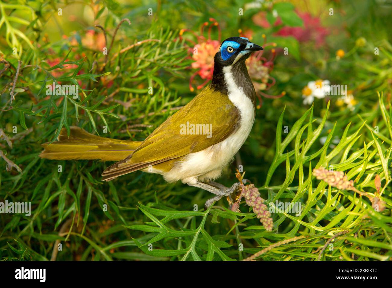 Blauer Honeyeater (Entomyzon cyanotis) in Spinnenblüten-(Grevillea sp)-Sträuchern. Mackay, Queensland, Australien. Stockfoto