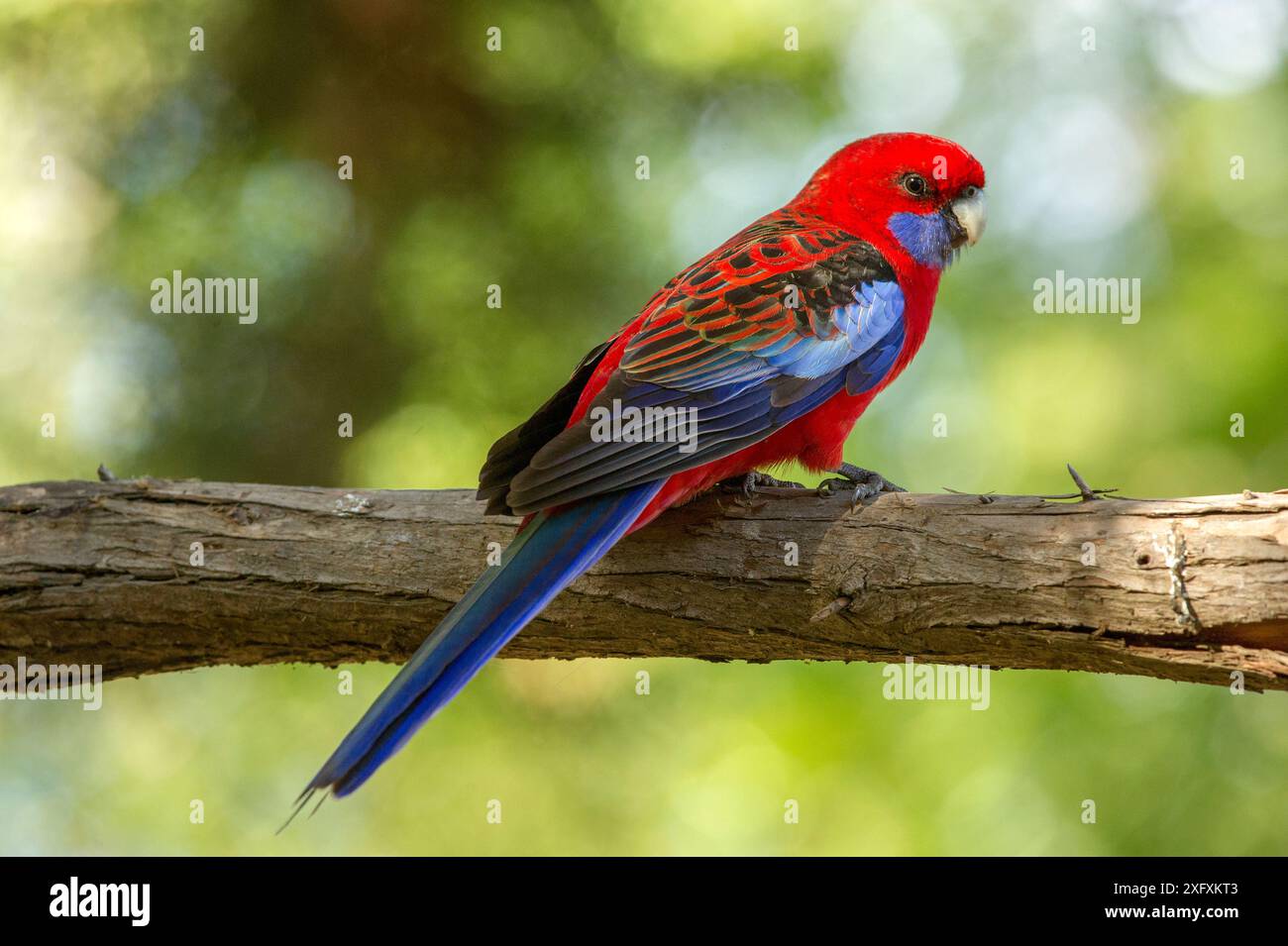 Crimson rosella (Platycercus elegans) Jugendlicher auf einem Ast. Grampians National Park, Victoria, Australien. Stockfoto