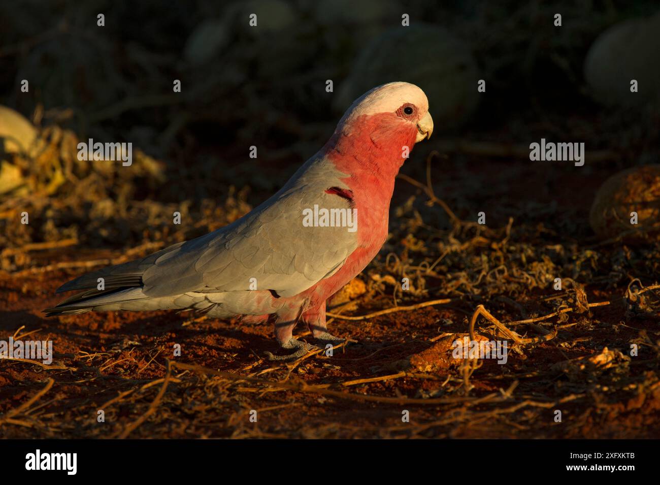 Galah / rosa und grauer Papagei (Eolophus roseicapilla), männlich, der im Abendlicht Paddy-Melonen auf der Suche ist. Watarrka National Park, Northern Territory, Australien. Stockfoto