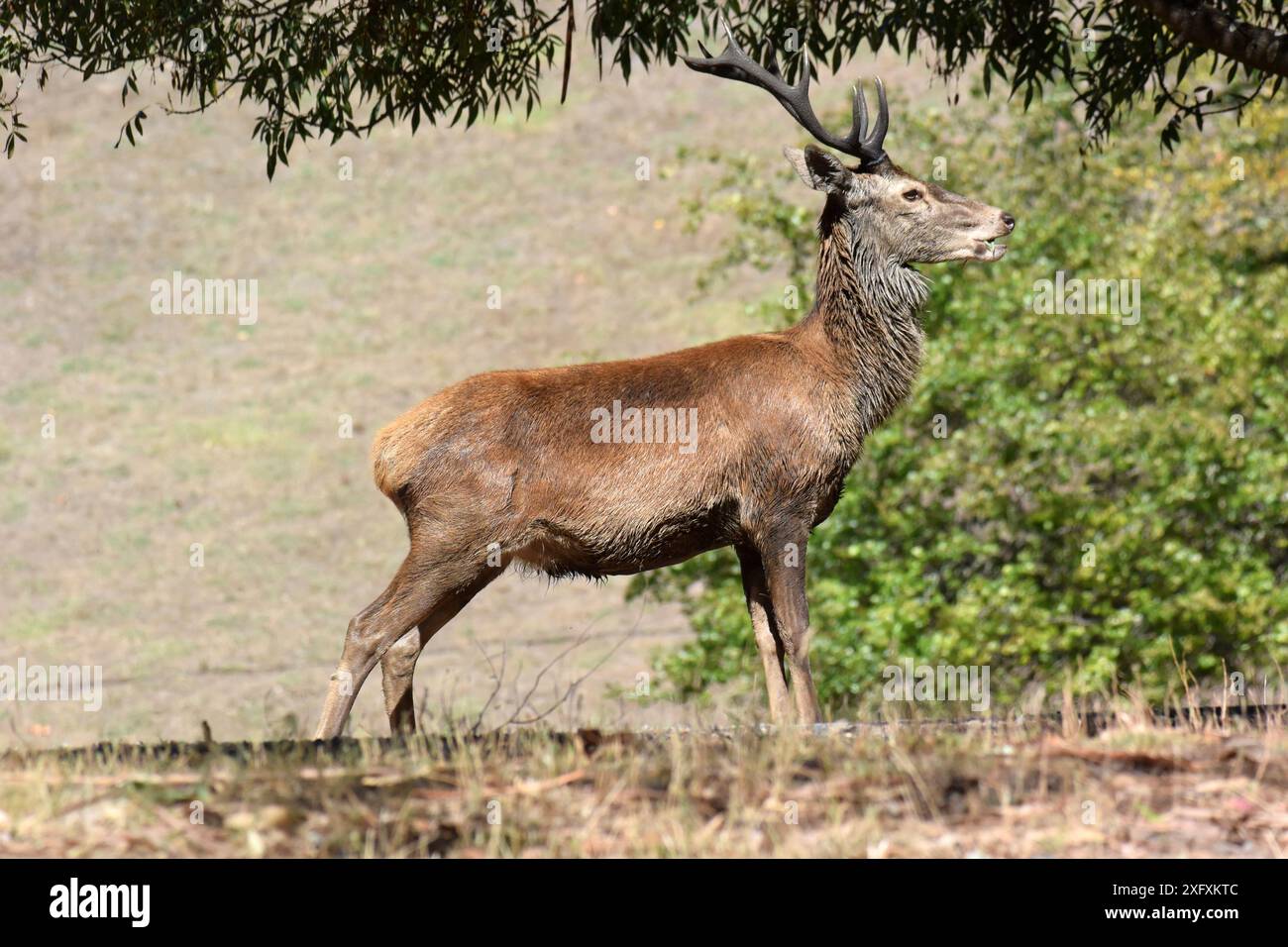 Rotwild (Cervus elaphus), Grampians National Park, Victoria, Australien. Stockfoto