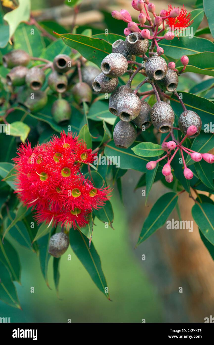 Kaugummi (Corymbia sp), Gummitücher und rote Blüten (Gattung Corymbia). Kangaroo Island, South Australia. Stockfoto