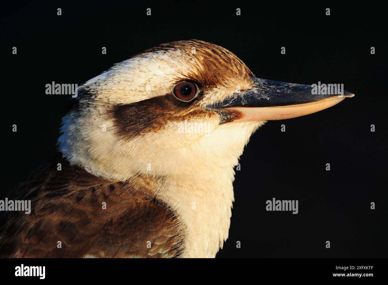 Lachende Kookaburra (Dacelo novaeguineae), Porträt. Carnarvon-Nationalpark, Maranoa, Queensland, Australien. Stockfoto