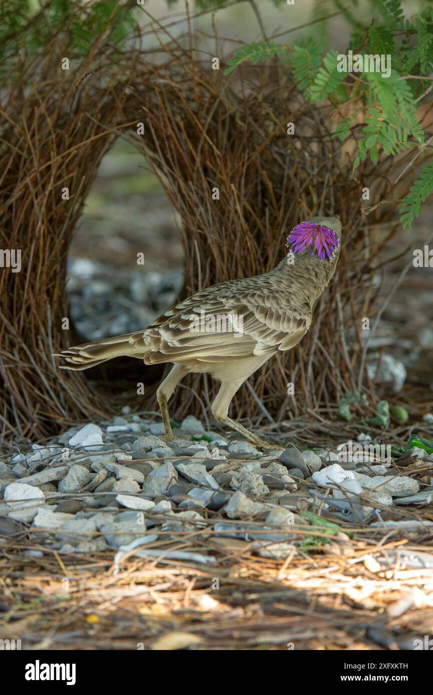 Großer Bowerbird (Chlamydera nuchalis), männlich mit Wappen an der Bower. Lake Argyle, Kununurra, Western Australia. Stockfoto