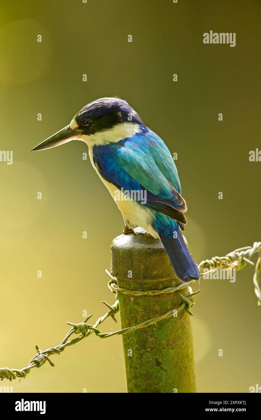 waldeisfischer (Todiramphus macleayii), der auf einem Zaunpfosten auf der Suche nach Beute war. Kuranda, Queensland, Australien. Stockfoto