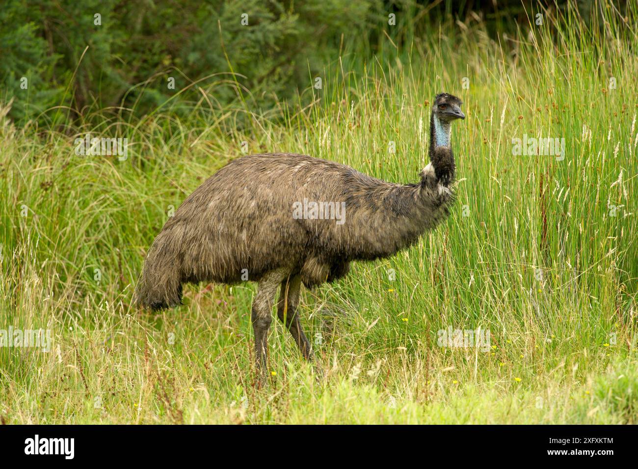Emu (Dromaius novaehollandiae) im Grünland. Grampians National Park, Victoria, Australien. Stockfoto
