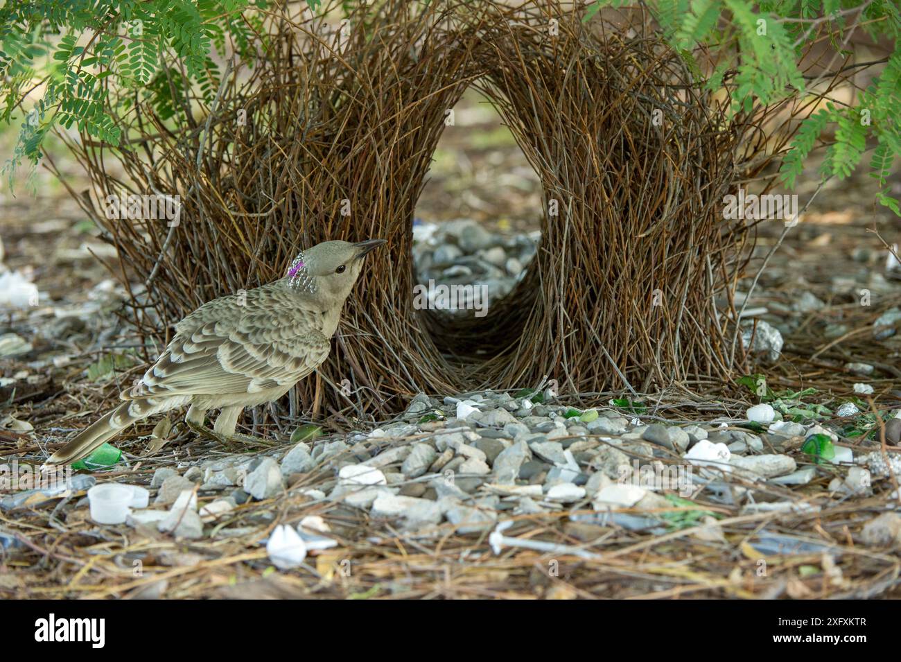 Großer Bowerbird (Chlamydera nuchalis), der zu Bower neigt, mit grünen und weißen Objekten dekoriert. Lake Argyle, Kununurra, Western Australia. Stockfoto