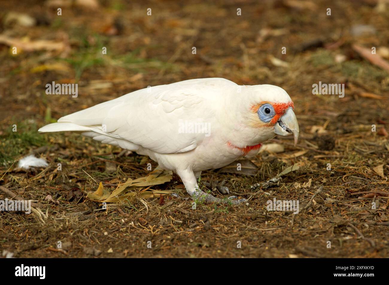 Langschnabel-corella (Cacatua tenuirostris) auf der Suche nach Samen auf Waldboden. Grampians National Park, Victoria, Australien. Stockfoto