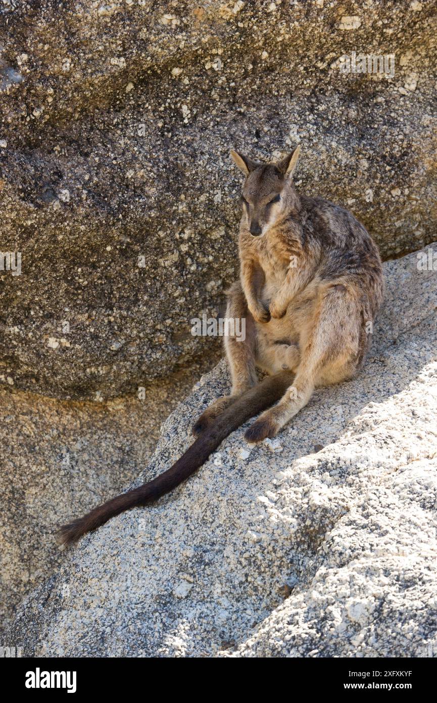 Mareeba Felswaube (Petrogale mareeba) im Schatten. Granite Gorge Nature Park, in der Nähe von Mareeba, North Queensland, Australien. Stockfoto