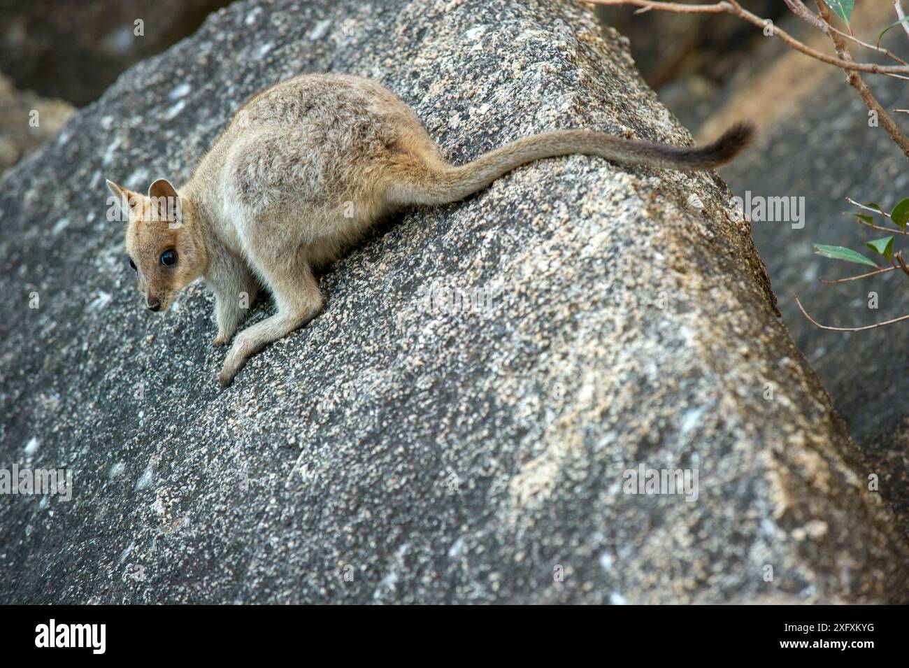 Mareeba Felsenwallaby (Petrogale mareeba), joey erkundet Granitplateau. Granite Gorge Nature Park, in der Nähe von Mareeba, North Queensland, Australien. Stockfoto