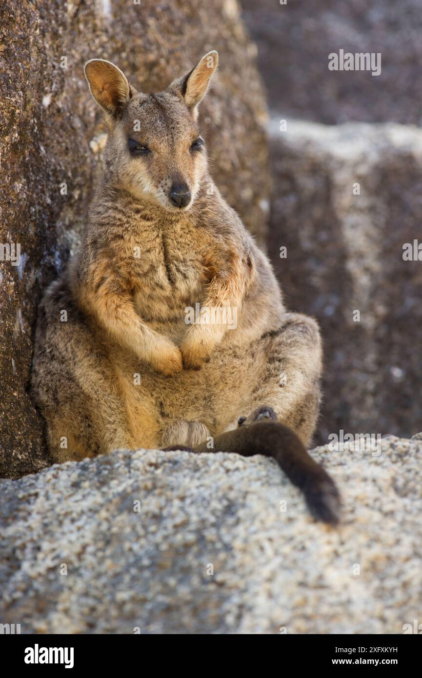 Mareeba Felswaube (Petrogale mareeba) im Schatten. Granite Gorge Nature Park, in der Nähe von Mareeba, North Queensland, Australien. Stockfoto