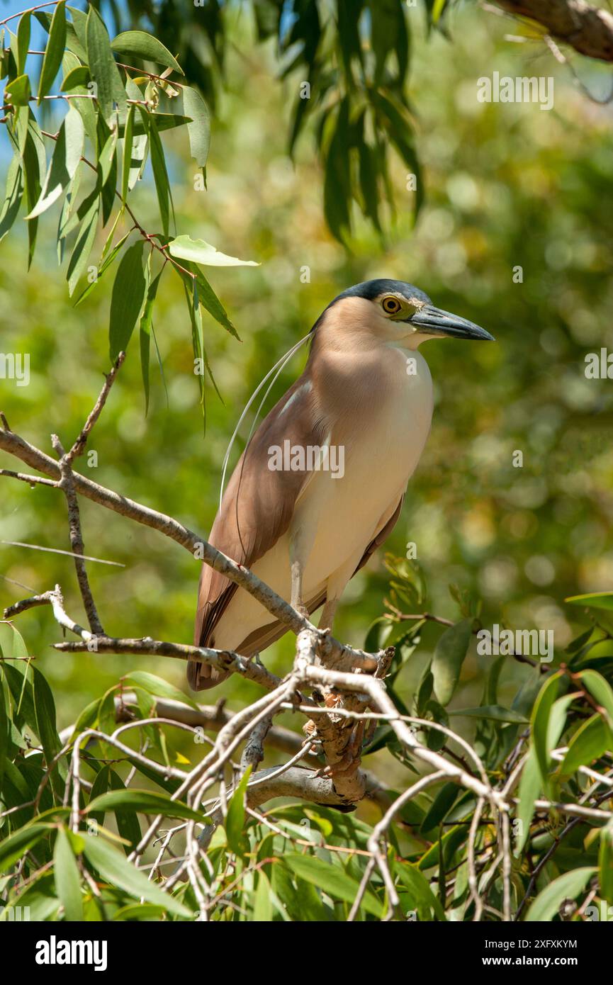 Nankeen / Rufous Nachtreiher (Nycticorax caledonicus), der im Eukalyptusbaum thront. North Queensland, Australien. Stockfoto