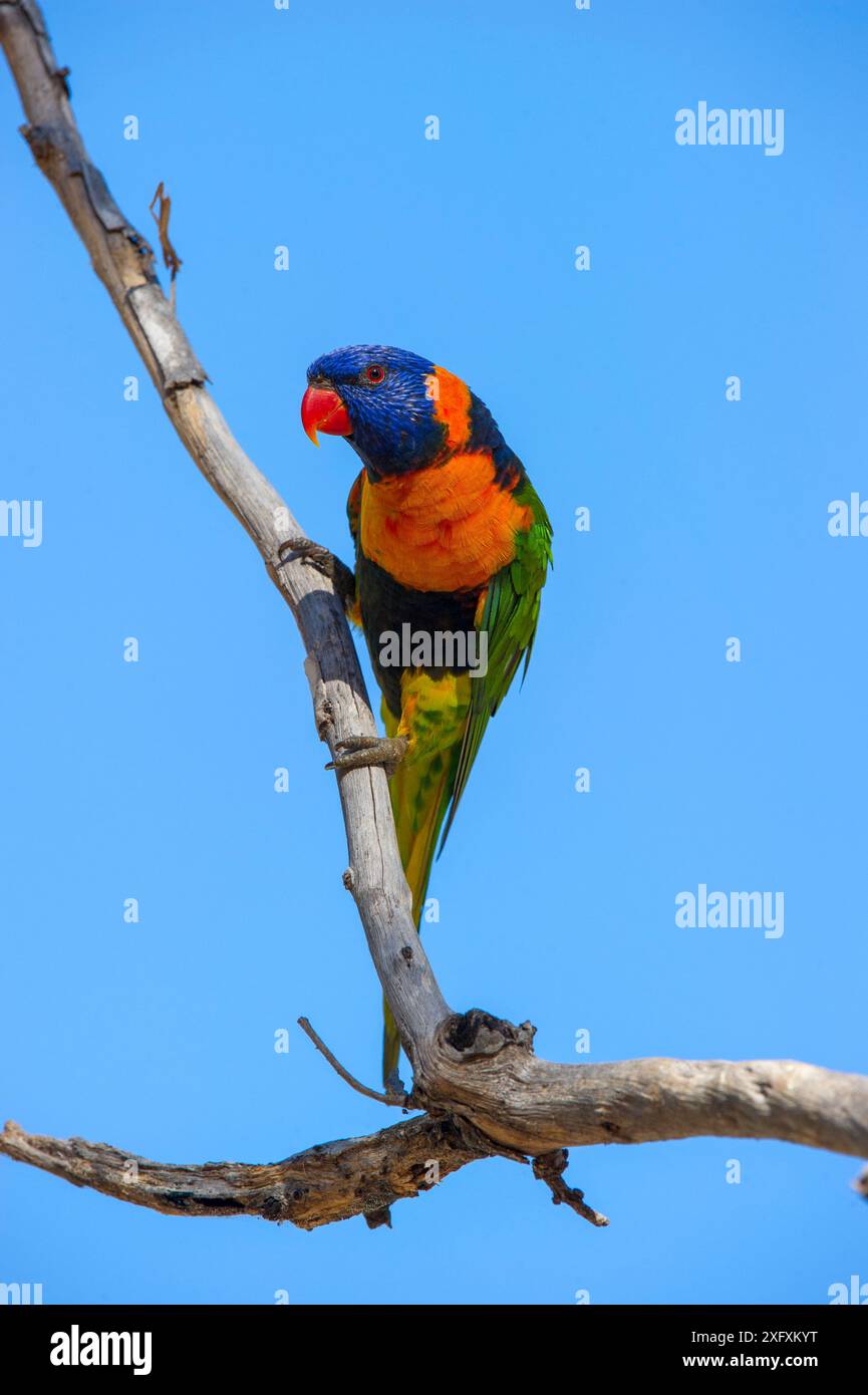 Rotkollaierender Lororikeet (Trichoglossus rubritorquis) auf einem Ast. Katherine, Northern Territory, Australien. Stockfoto