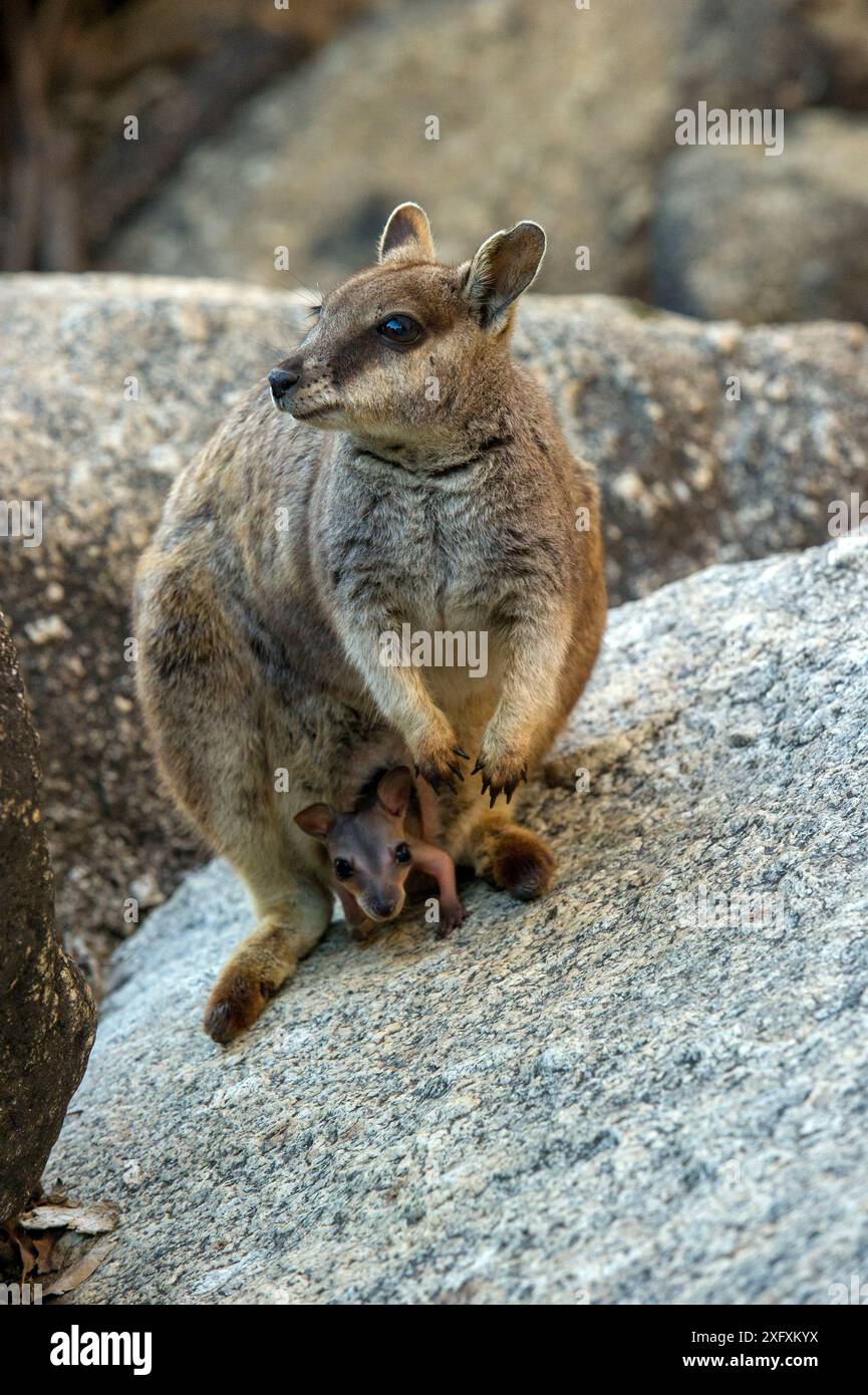 Mareeba-Felsenwallaby (Petrogale mareeba) mit joey im Beutel. Granite Gorge Nature Park, in der Nähe von Mareeba, North Queensland, Australien. Stockfoto