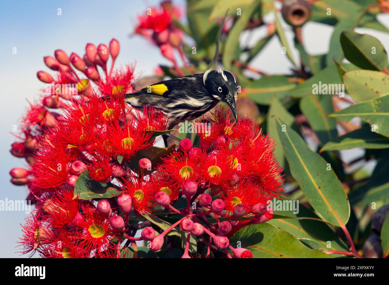 New Holland Honeyeater (Phylidonyris novaehollandiae), der sich an roten Blüten des Eukalyptus ernährt. Kangaroo Island, South Australia. Stockfoto