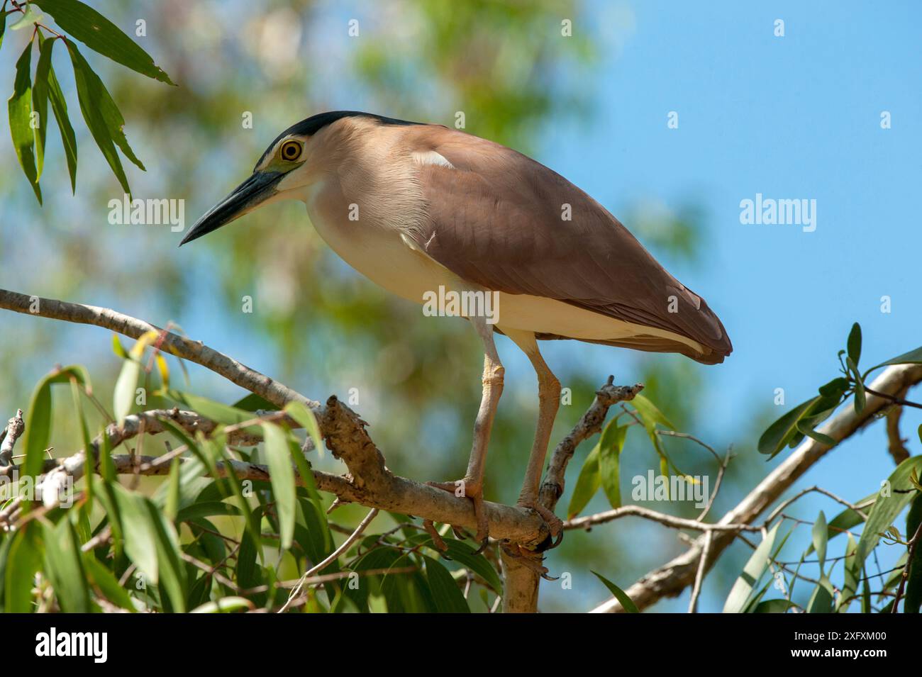 Nankeen / Rufous Nachtreiher (Nycticorax caledonicus), der im Eukalyptusbaum thront. North Queensland, Australien. Stockfoto