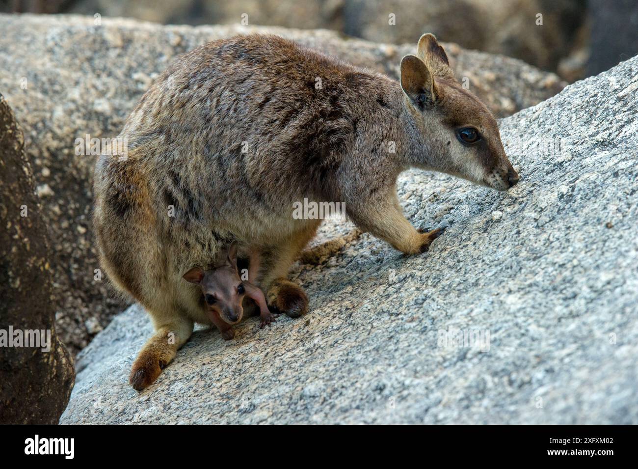 Mareeba Felsenwallaby (Petrogale mareeba) Weibchen mit joey im Beutel. Granite Gorge Nature Park, in der Nähe von Mareeba, North Queensland, Australien. Stockfoto