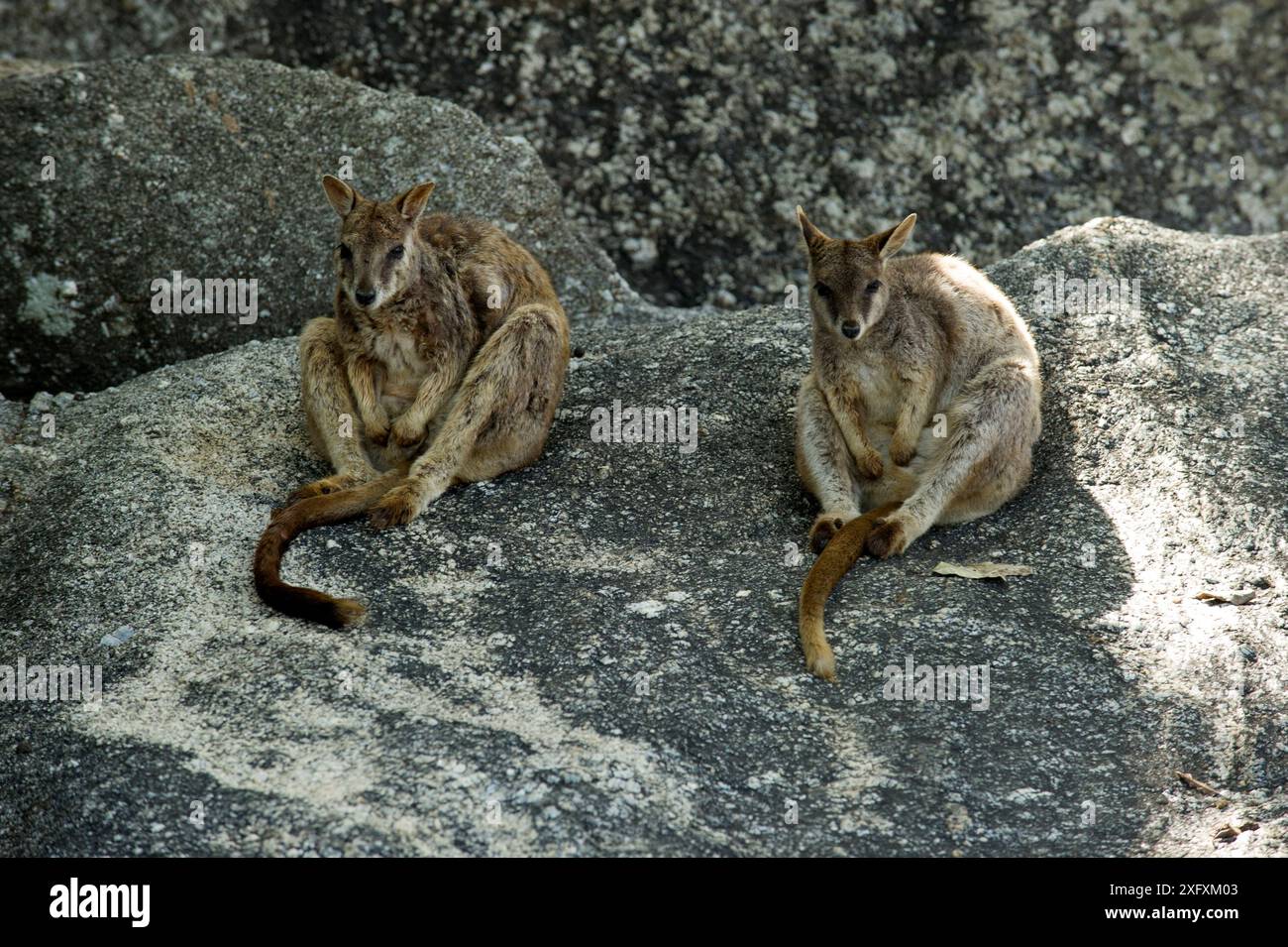Mareeba Felswaube (Petrogale mareeba), zwei sitzen im Schatten. Granite Gorge Nature Park, in der Nähe von Mareeba, North Queensland, Australien. Stockfoto