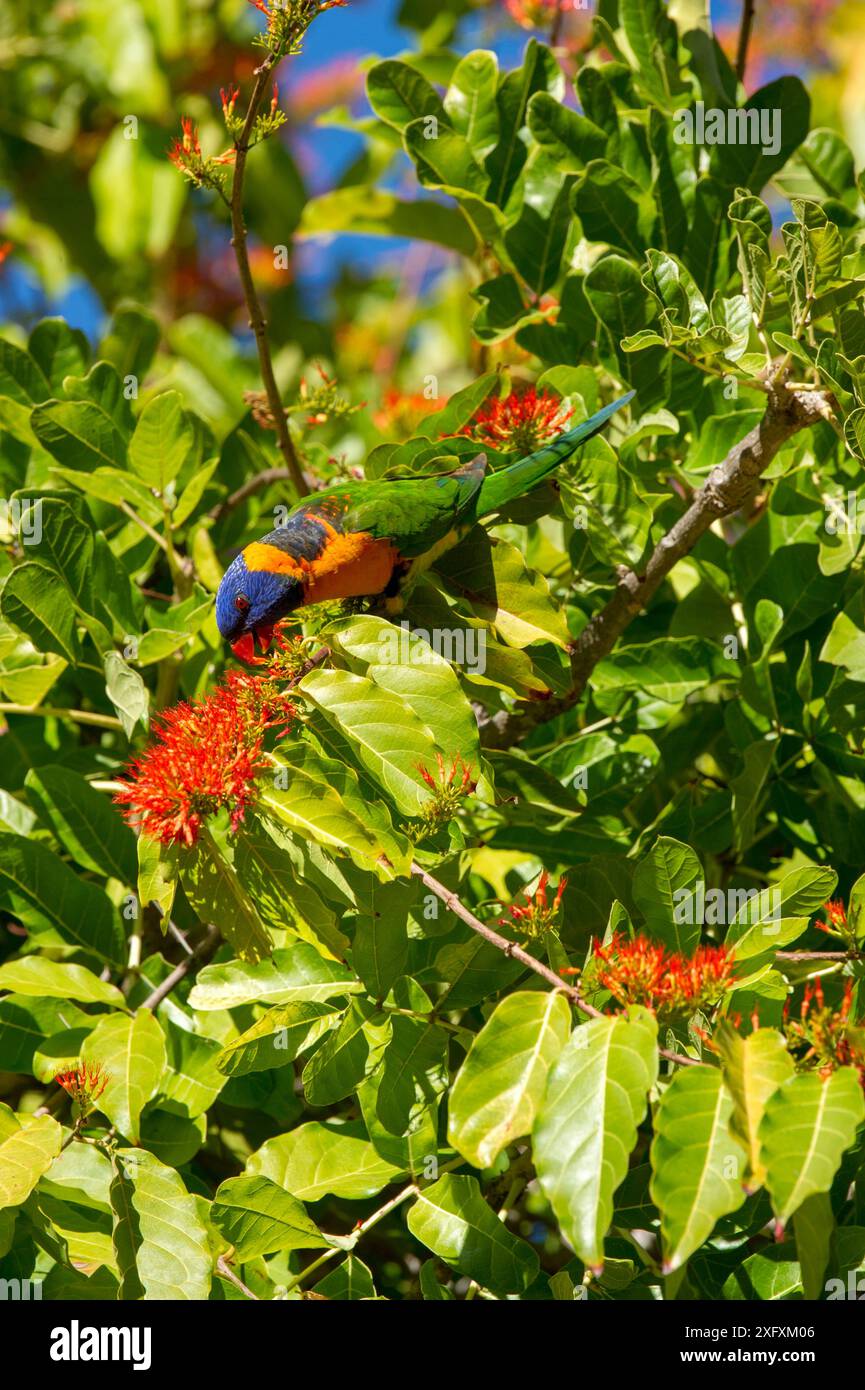 Rotkragen-Lororikeet (Trichoglossus rubritorquis), der sich an blühenden Sträuchern ernährt. Katherine, Northern Territory, Australien. Stockfoto