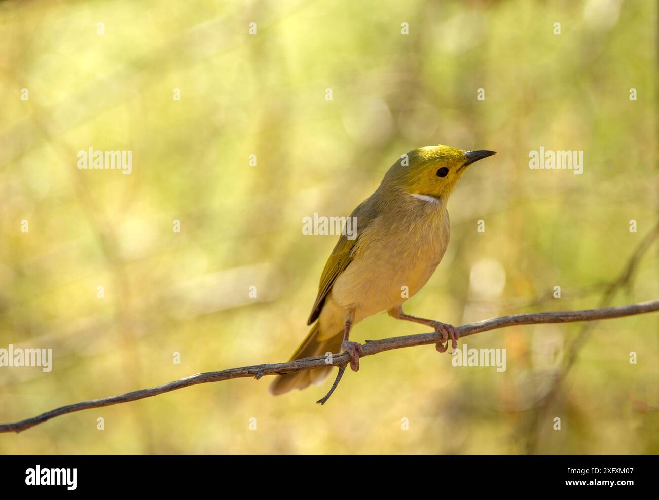 Weißgefiederte Honeyeater (Ptilotula penicillata), die auf einem Ast thront. Kings Canyon, Watarrka National Park, Northern Territory, Australien. Stockfoto
