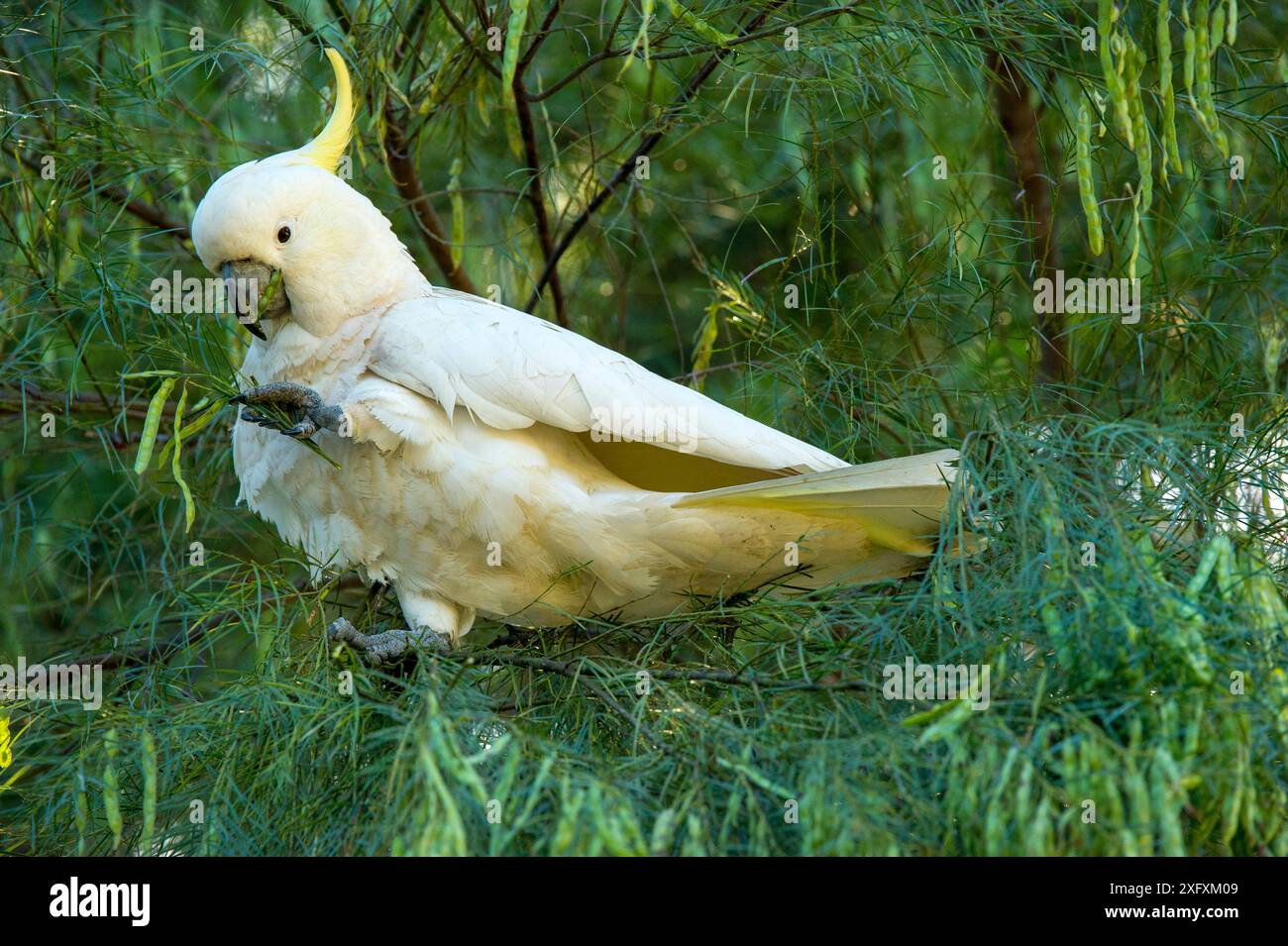 Schwefelkaskadu (Cacatua galerita), der sich von Samenkörnern in Flachsflechtbäumen (Acacia linifolia) ernährt. Lane Cove National Park, Sydney, New South Wales, Australien. Stockfoto