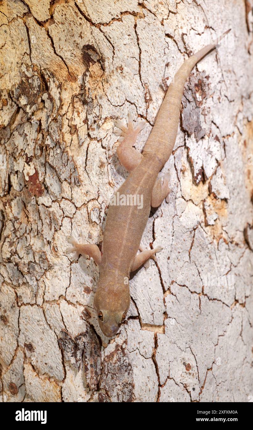 Oberes Ende dtella Gecko (Gehyra australis), getarnt gegen Baumrinde. Lake Argyle, in der Nähe von Kununurra, Western Australia. Stockfoto