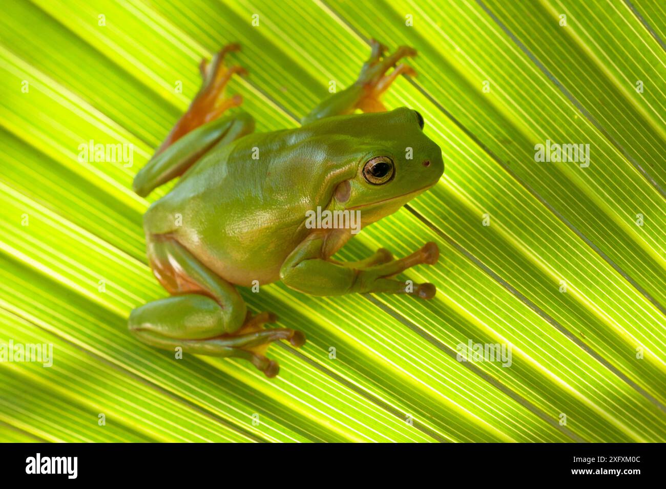 Australischer grüner Baumfrosch (Litoria caerulea), getarnt auf Palmblatt. Lake Argyle, Kununurra, Western Australia. Stockfoto