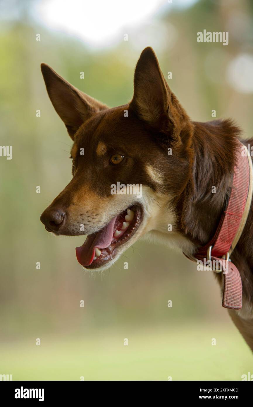 Australische kelpie wartet auf das Kommando, Schafe zu züchten. Lone Pine Koala Sanctuary, Feigenbaumtasche, Brisbane in Queensland, Australien. Stockfoto