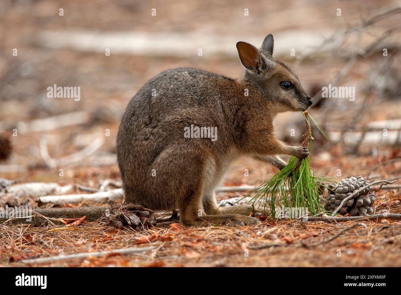 Tammar-Wallaby (Macropus eugenii), der sich an Kiefernnadeln ernährt. In Der Nähe Des Flinders Chase National Park, South Australia. Stockfoto