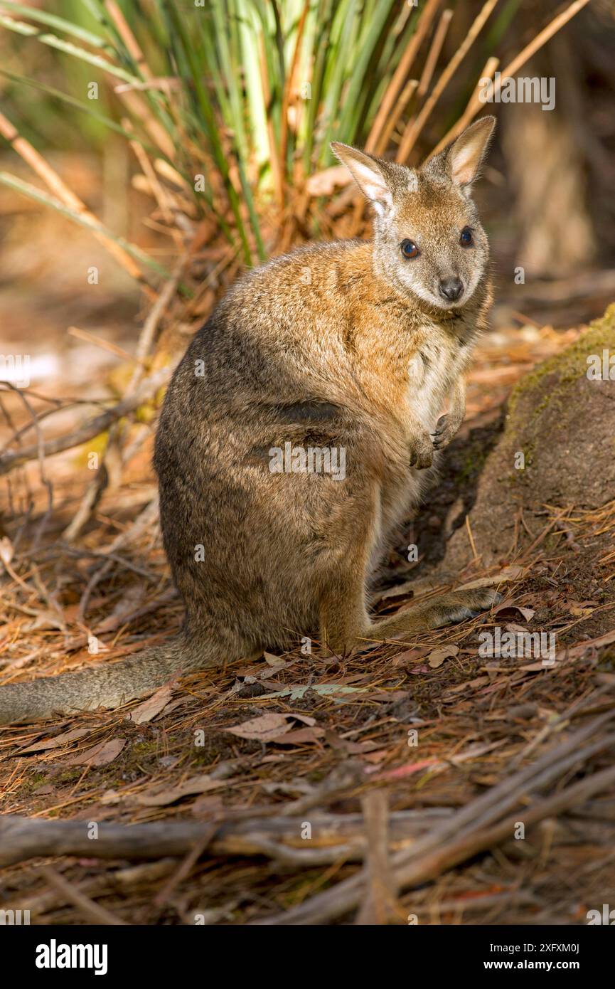 Tammar Wallaby (Macropus eugenii) in der Nähe des Flinders Chase National Park, South Australia. Stockfoto