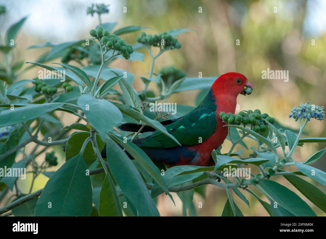 Australischer Königspagat (Alisterus scapularis), männlicher, der Beeren von Sträuchern isst. Lane Cove National Park, Sydney, New South Wales, Australien. Stockfoto