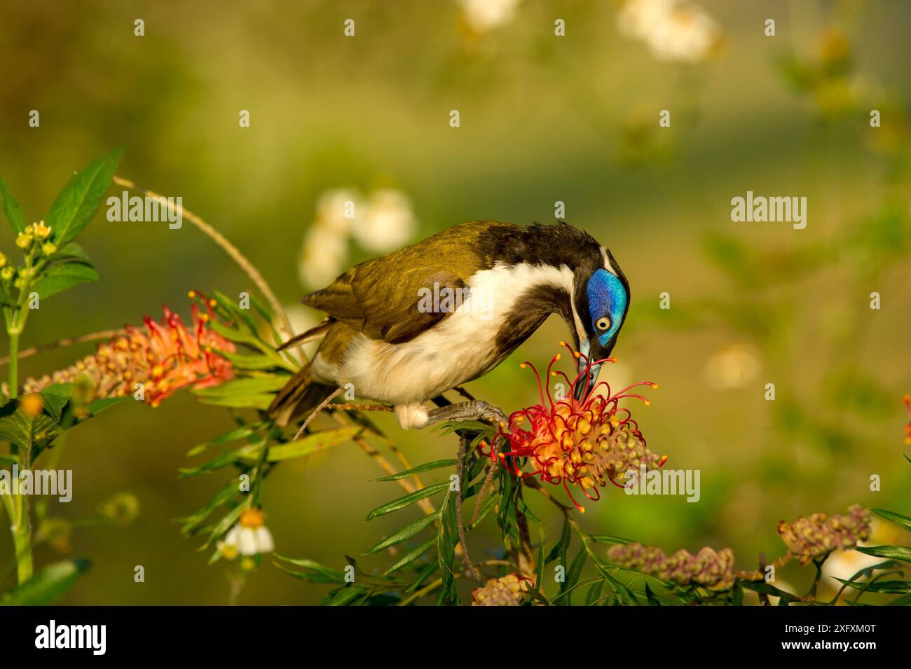 Blauer Honeyeater (Entomyzon cyanotis), der sich an Spinnenblumen (Grevillea sp) ernährt. Mackay, Queensland, Australien. Stockfoto