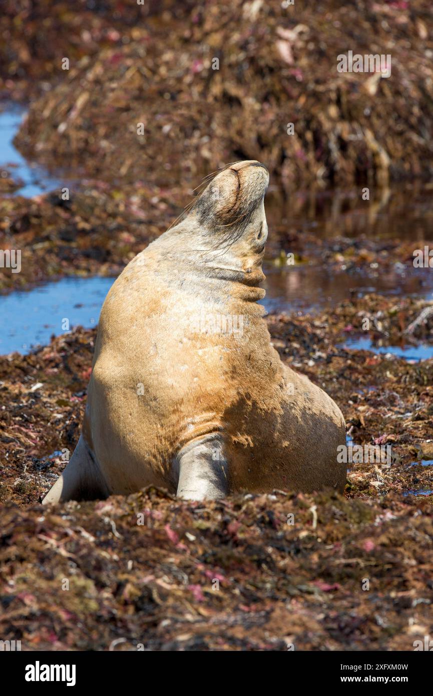 Australischer Seelöwe (Neophoca cinerea), der sich im Bett von Algen sonnt. Seal Bay Conservation Park, Kangaroo Island, South Australia. Stockfoto