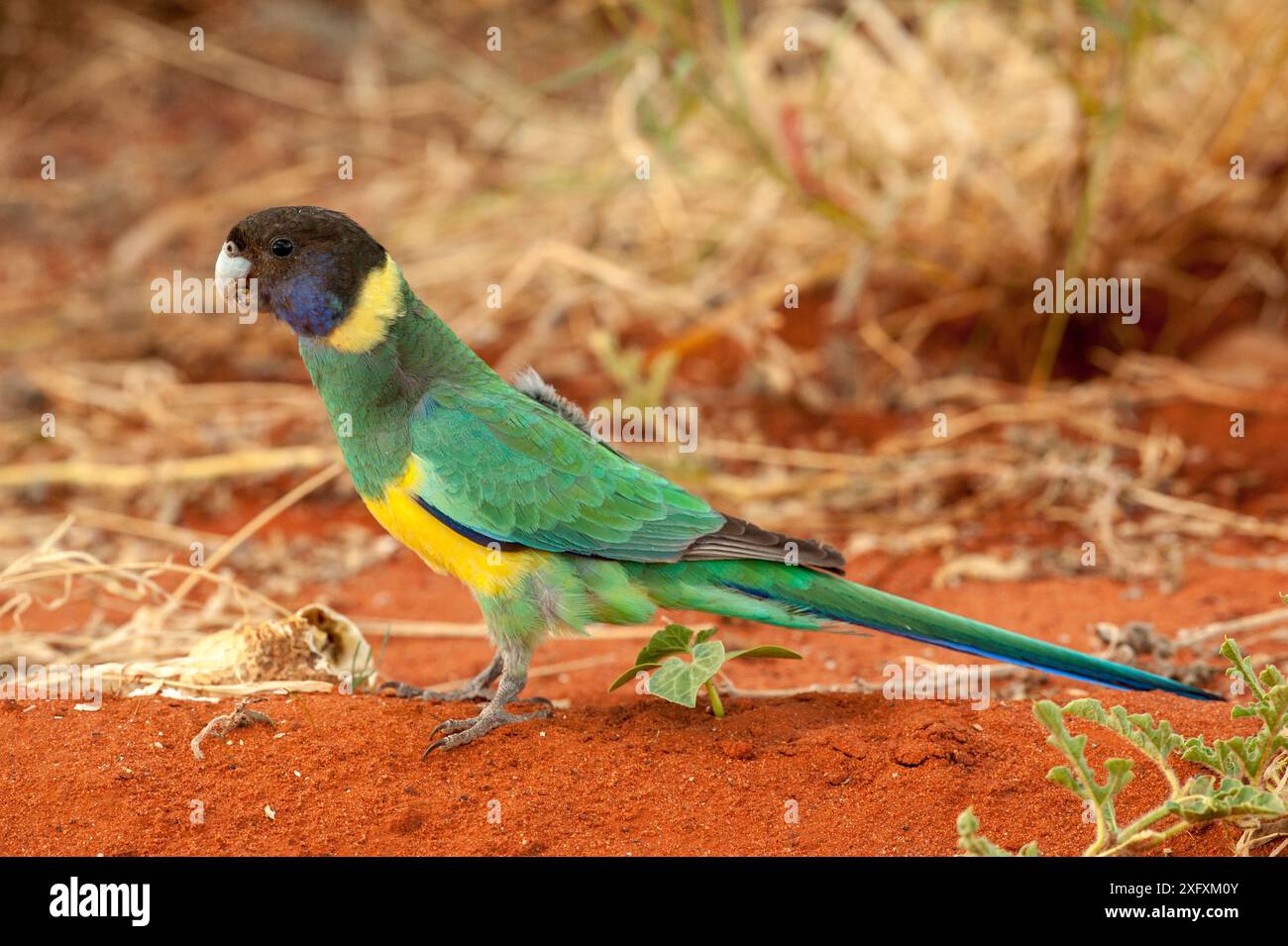 Australischer Ringhals (Barnardius zonarius semitorquatus). Watarrka National Park, Northern Territory, Australien. Stockfoto