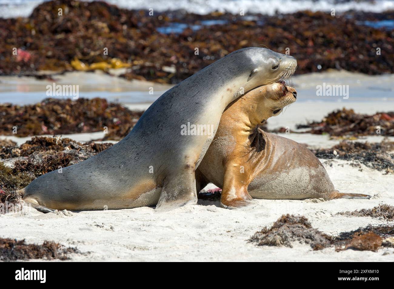 Australischer Seelöwe (Neophoca cinerea), zwei weibliche Tiere, die am Strand interagieren, sind aus dem Meer aufgetaucht. Seal Bay Conservation Park, Kangaroo Island, South Australia. Stockfoto
