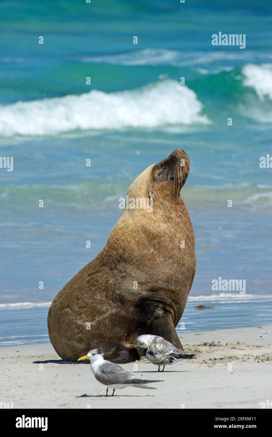 Australischer Seelöwe (Neophoca cinerea), der sich am Strand mit Seeschwalben (Thalasseus bergii) im Vordergrund sonnt. Seal Bay Conservation Park, Kangaroo Island, South Australia. Stockfoto