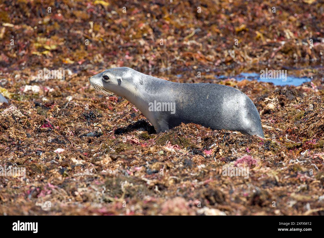 Australische Seelöwen (Neophoca cinerea), die am Strand durch das Seegras kriechen. Seal Bay Conservation Park, Kangaroo Island, South Australia. Stockfoto
