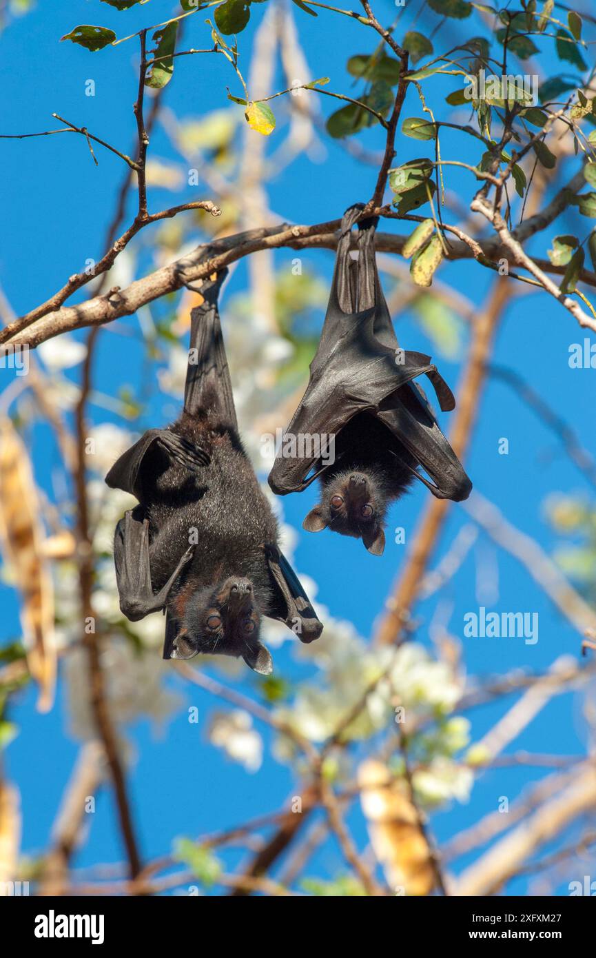 Schwarzfliegende Fuchs (Pteropus alecto), Mutter und Baby, die auf dem Ast schlafen. Kununurra, Westaustralien. Stockfoto