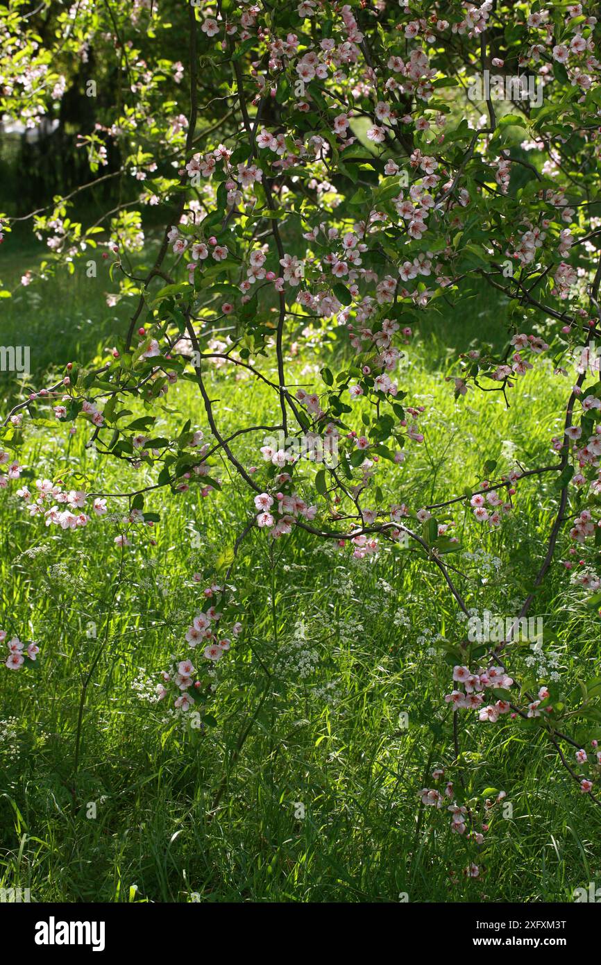 Iowa Crab oder Prairie Crabapple, Malus ioensis var. Palmeri, Syn. Malus ioensis, Rosaceae. Missouri, USA. Stockfoto