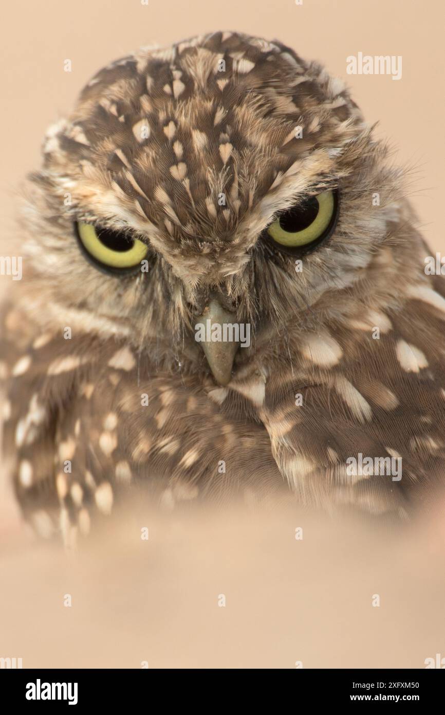 Grabungulle (Athene cunicularia) Porträt, Arizona, USA. Stockfoto