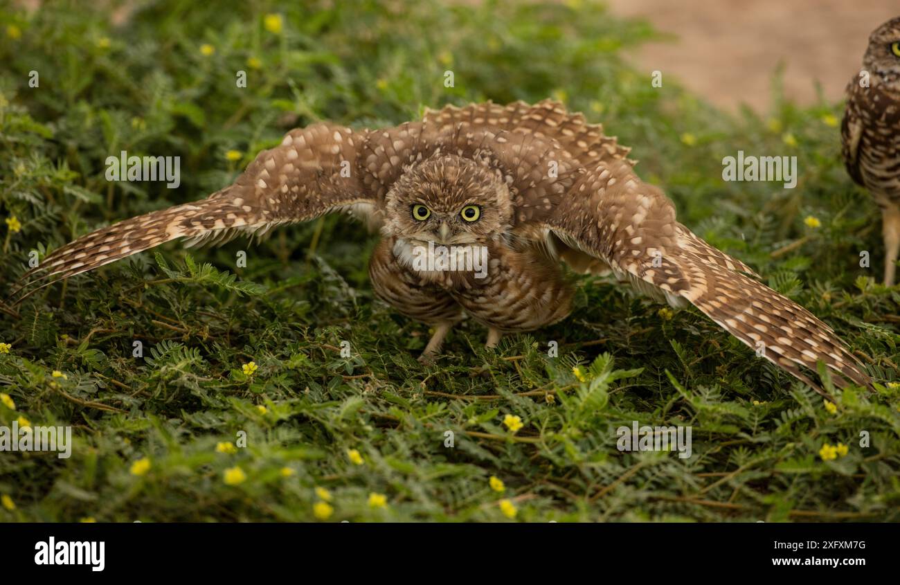 Grabungulle (Athene cunicularia) macht 'Rain Dance', Arizona, USA. Stockfoto