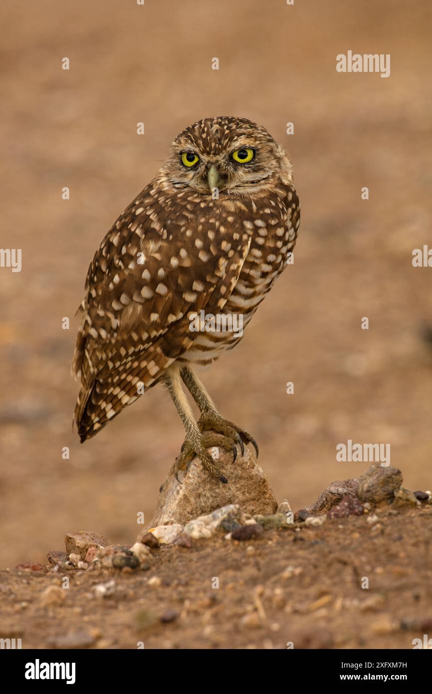 Grabkauz (Athene cunicularia), Arizona, USA. Stockfoto