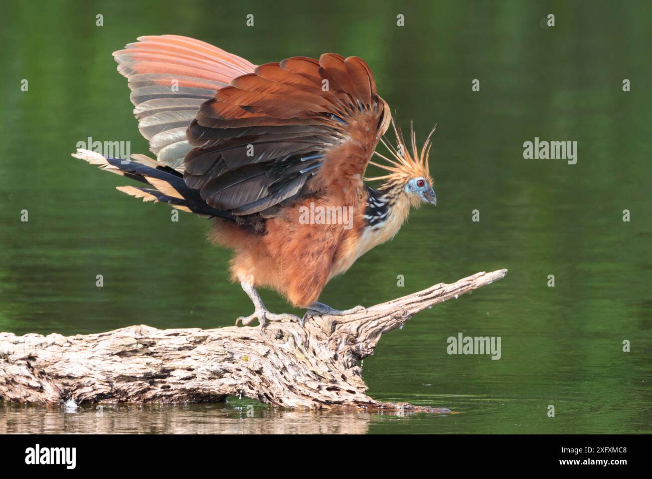 Hoatzin (Opisthocomus hoazin) Cocha Salvador Ochsenbogensee. Manu Biosphärenreservat, Tiefland Amazonas Regenwald, Peru. Stockfoto