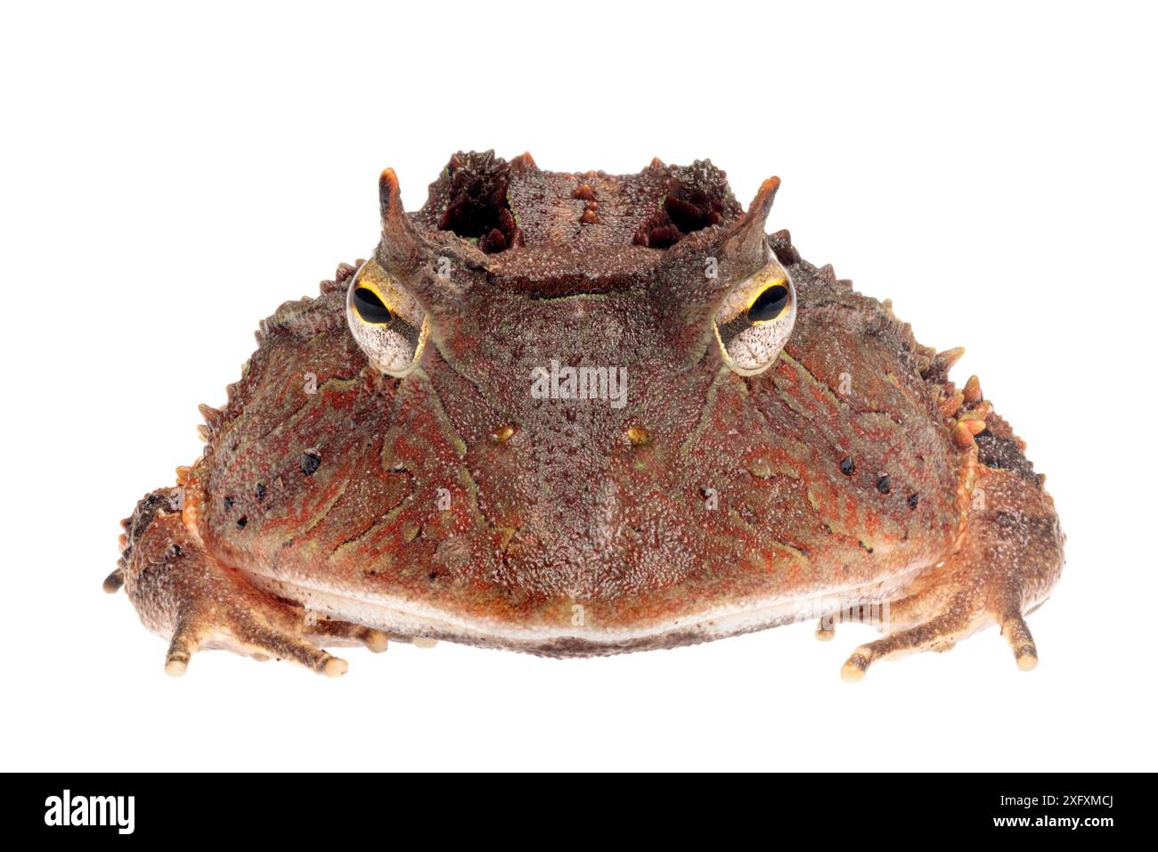 Amazonas Hornfrosch (Ceratophrys cornuta) fotografiert auf weißem Hintergrund im mobilen Atelier. Manu Biosphärenreservat, Amazonien, Peru. November. Stockfoto