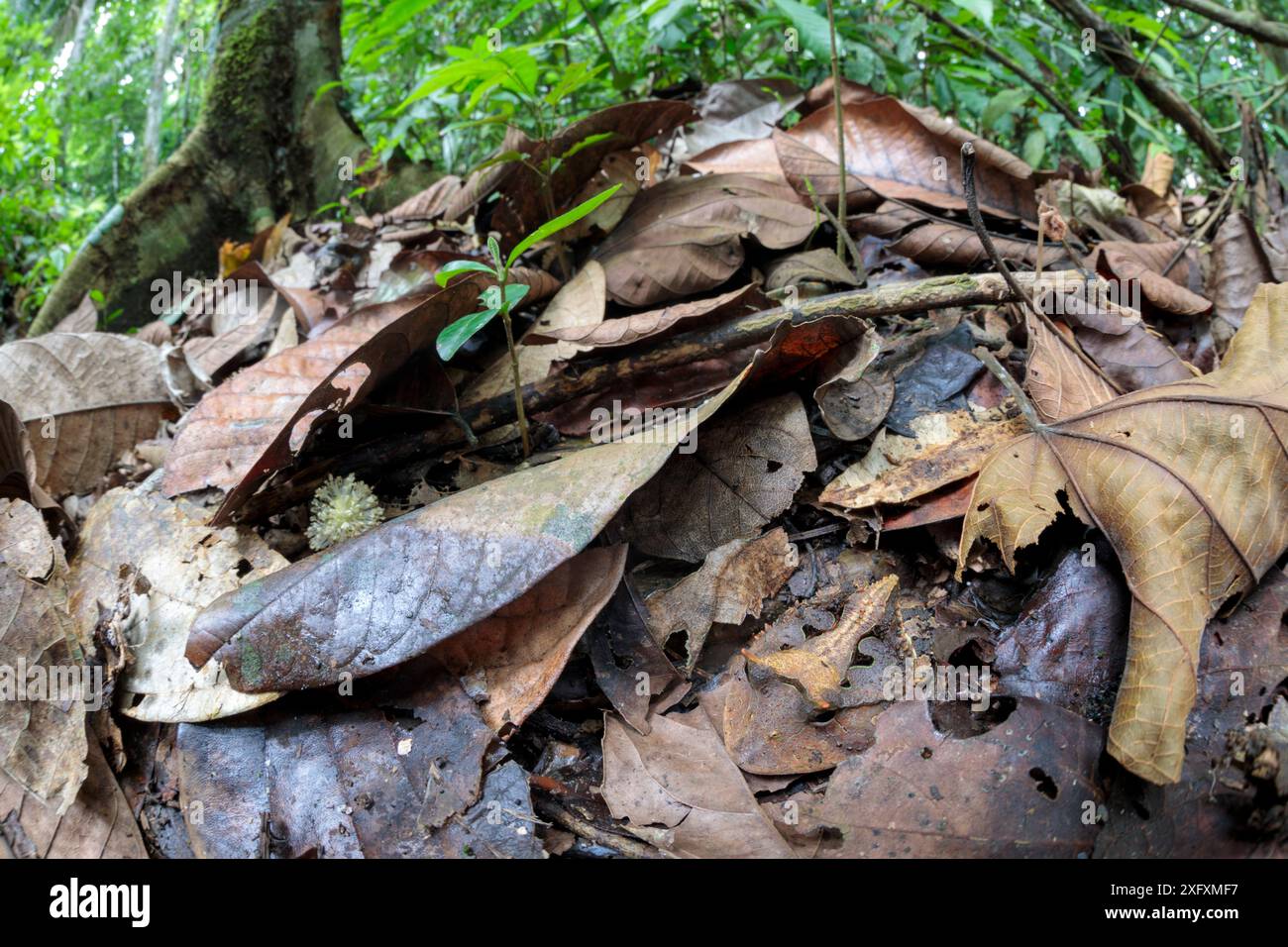 Amazonian Horned Frog (Ceratophrys cornuta) unter Blattsänfte auf Tiefland-regenwald Stock getarnt, Warten auf die Beute Hinterhalt. Manu Biosphären Reservat, Amazonien, Peru. November. Stockfoto