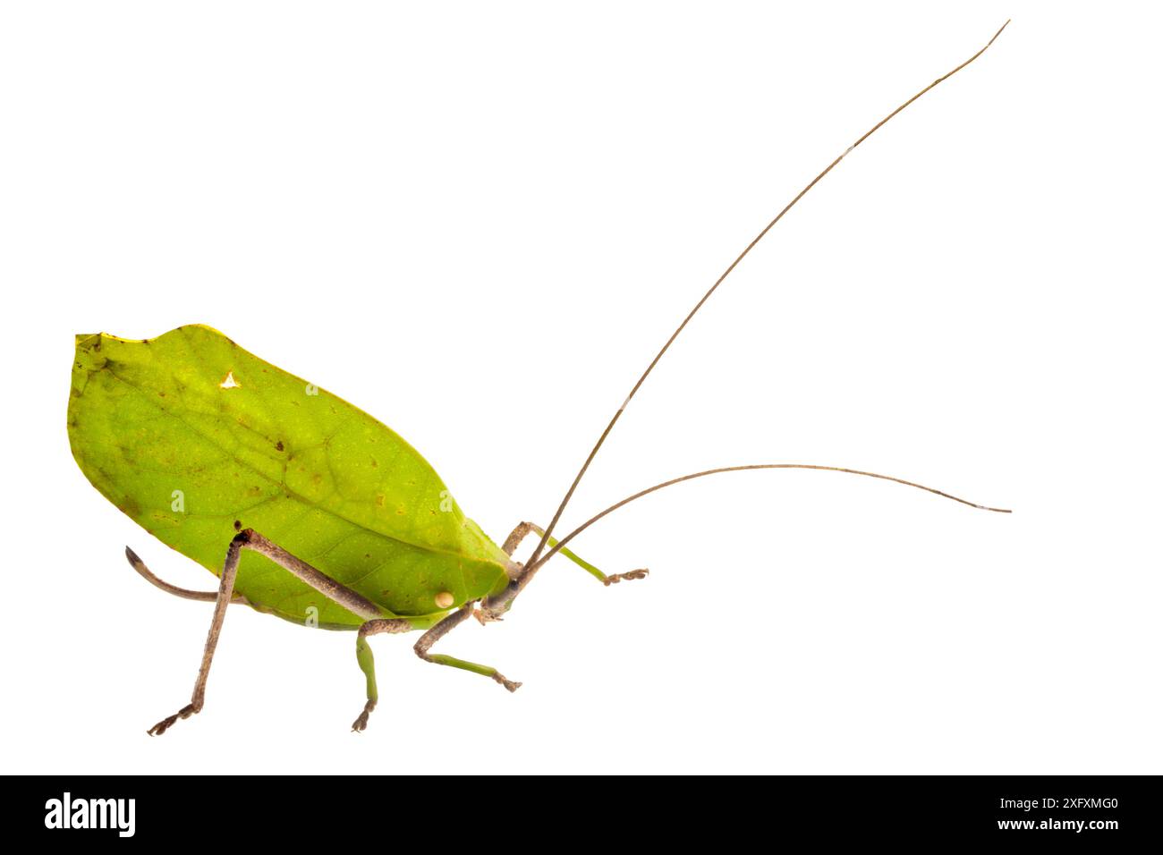 Katydid (Tettigoniidae), fotografiert auf weißem Hintergrund im mobilen Feldstudio. Manu Biosphärenreservat, Amazonien, Peru. November. Stockfoto