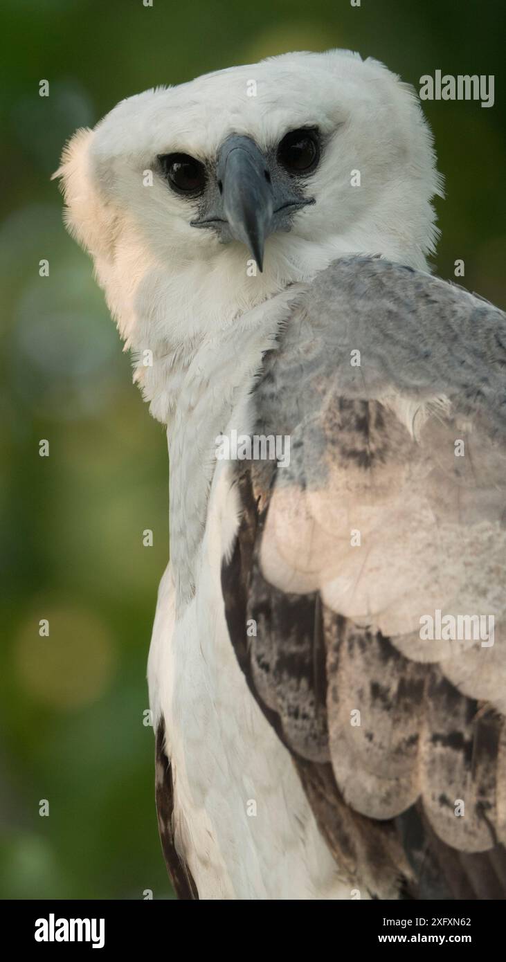 Harpyja (Harpyja) juvenile, Amazonas, Brasilien. Stockfoto