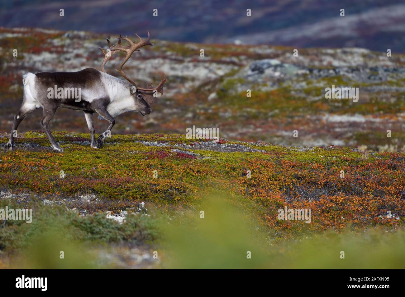 Bergreentier (Rangifer tarandus), die durch das Gestrüpp der Zwergbirke (Betula nana) laufen. Forollhogna Nationalpark, Norwegen. September 2018. Stockfoto