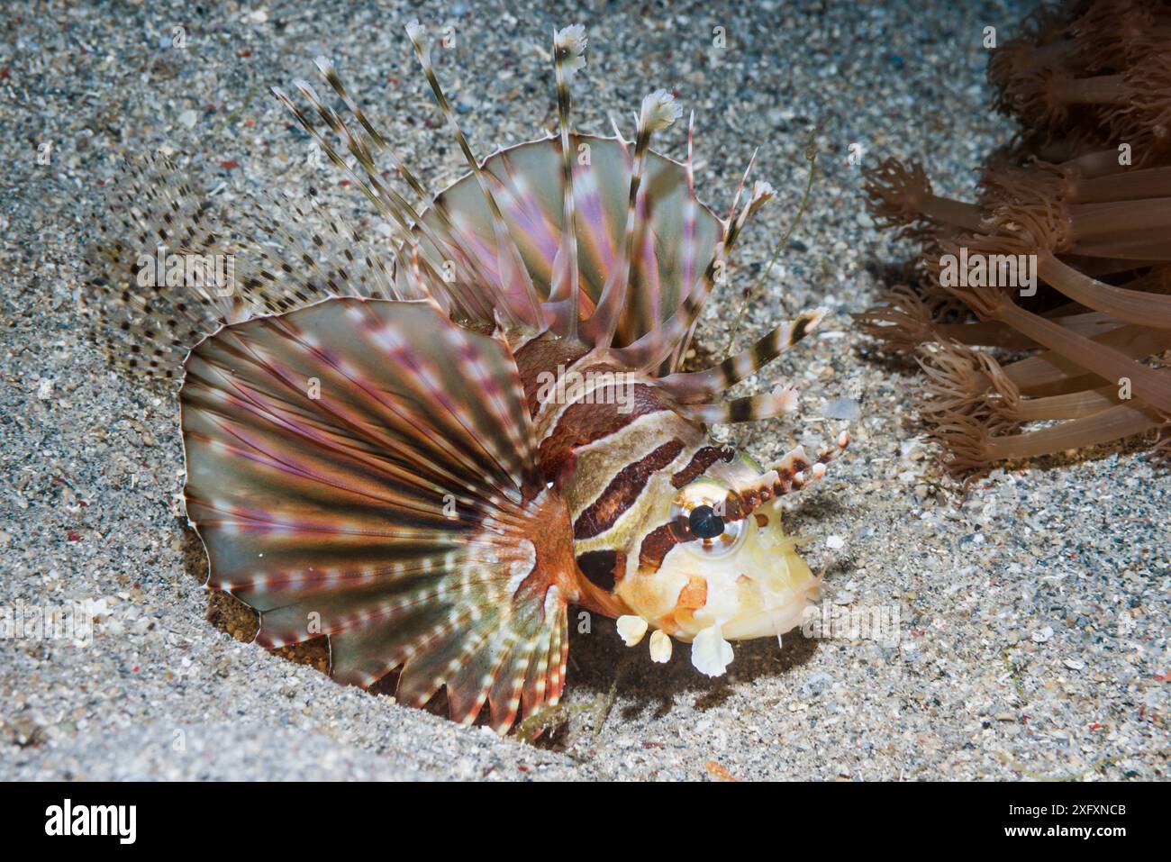 Zebralöwenfisch (Dendrochirus zebra). Nord-Sulawesi, Indonesien. Stockfoto